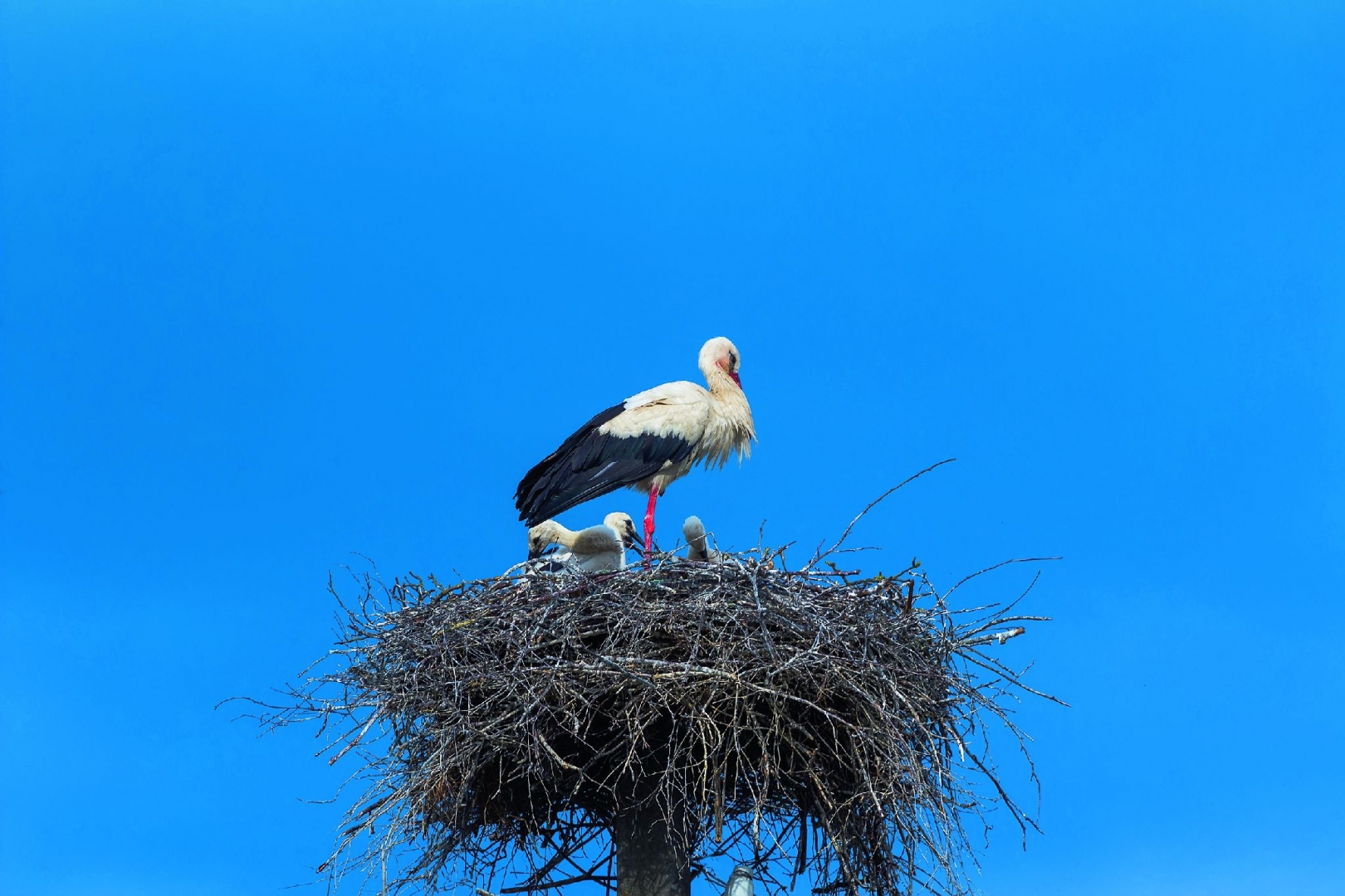 LICZYMY PTAKI WIOSNĄ, CZYLI WIOSENNE MIGRACJE PTAKÓW          Spring Alive