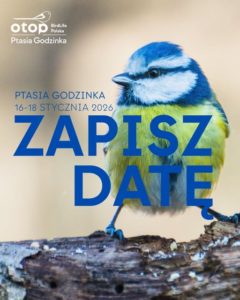 Ptasia Godzinka, czyli coroczne, styczniowe liczenie ptaków