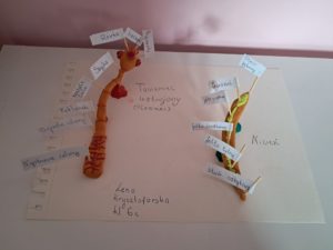 Zachwycający świat zwierząt –  ogólnopolska innowacja pedagogiczna 2026/2027